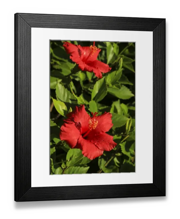 Framed Print : San Diego, California. Water droplets on two red hibiscus flowers with green leaves