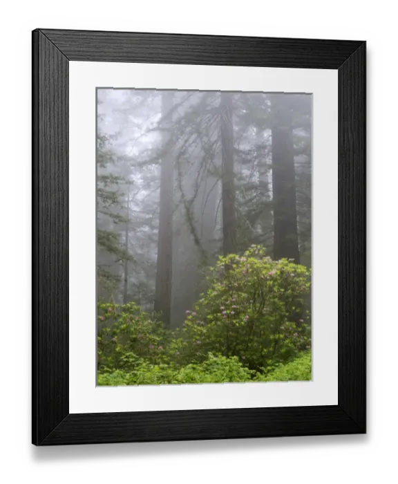 Framed Print : CA, Del Norte Coast Redwoods State Park, redwood trees with rhododendrons Framed Print : CA, Del Norte Coast Redwoods State Park, redwood trees with rhododendrons