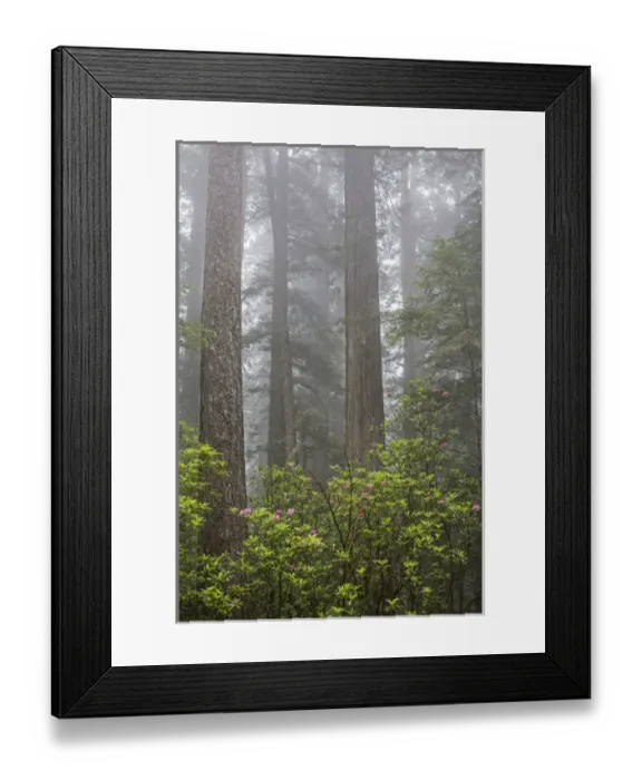 Framed Print : CA, Del Norte Coast Redwoods State Park, redwood trees with rhododendrons