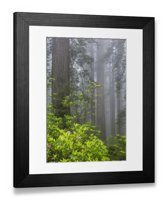Framed Print : CA, Del Norte Coast Redwoods State Park, redwood trees with rhododendrons Framed Print : CA, Del Norte Coast Redwoods State Park, redwood trees with rhododendrons