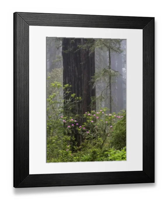 Framed Print : CA, Del Norte Coast Redwoods State Park, redwood trees with rhododendrons Framed Print : CA, Del Norte Coast Redwoods State Park, redwood trees with rhododendrons
