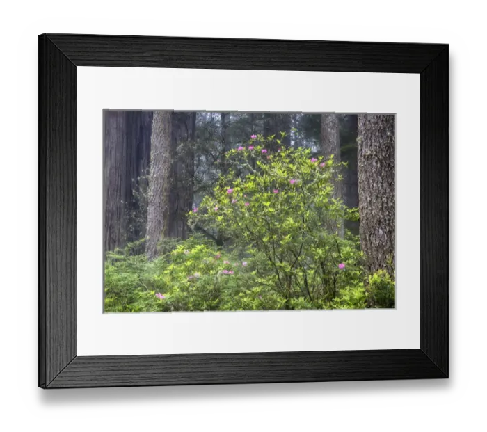 Framed Print : CA, Del Norte Coast Redwoods State Park, redwood trees with rhododendrons Framed Print : CA, Del Norte Coast Redwoods State Park, redwood trees with rhododendrons