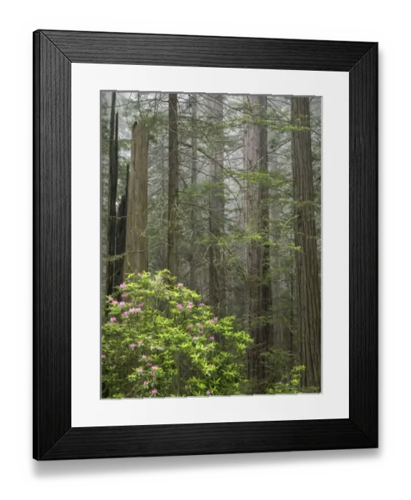 Framed Print : CA, Del Norte Coast Redwoods State Park, redwood trees with rhododendrons