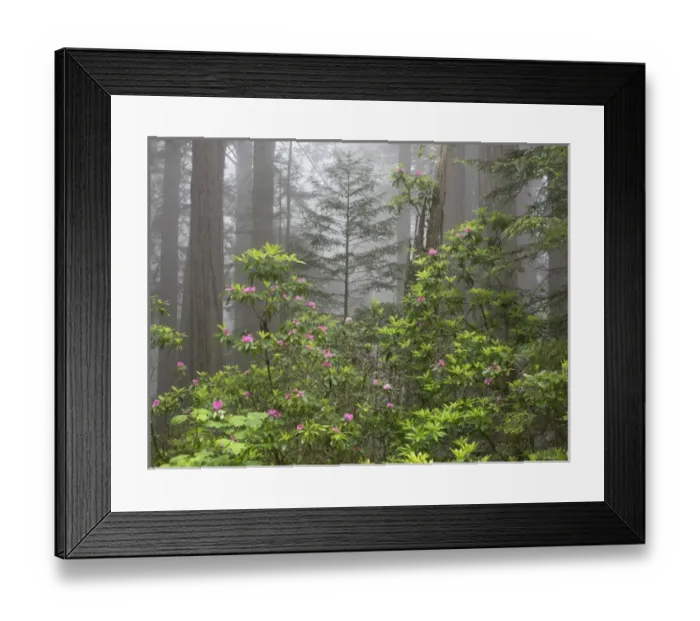 Framed Print : CA, Del Norte Coast Redwoods State Park, redwood trees with rhododendrons