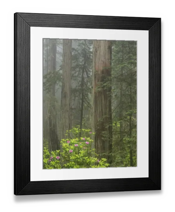 Framed Print : CA, Del Norte Coast Redwoods State Park, redwood trees with rhododendrons Framed Print : CA, Del Norte Coast Redwoods State Park, redwood trees with rhododendrons