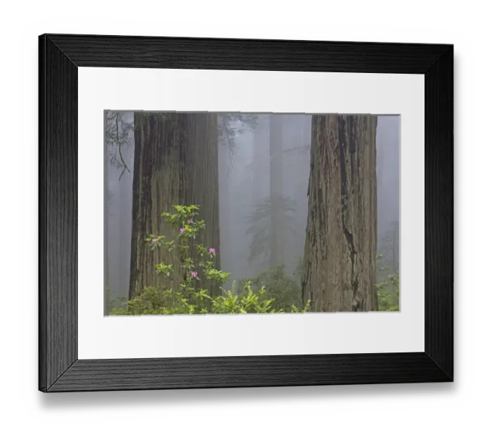 Framed Print : CA, Del Norte Coast Redwoods State Park, redwood trees with rhododendrons