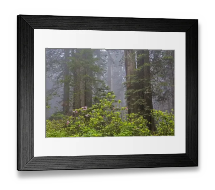 Framed Print : CA, Del Norte Coast Redwoods State Park, redwood trees with rhododendrons Framed Print : CA, Del Norte Coast Redwoods State Park, redwood trees with rhododendrons