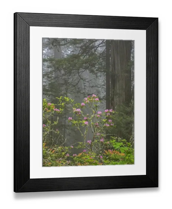 Framed Print : CA, Del Norte Coast Redwoods State Park, redwood trees with rhododendrons Framed Print : CA, Del Norte Coast Redwoods State Park, redwood trees with rhododendrons
