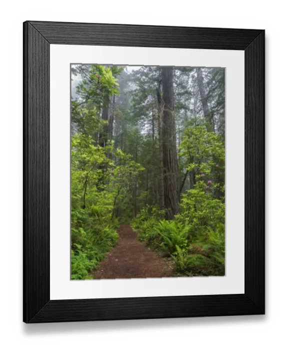 Framed Print : CA, Del Norte Coast Redwoods State Park, Redwood trees and rhododendrons along trail Framed Print : CA, Del Norte Coast Redwoods State Park, Redwood trees and rhododendrons along trail