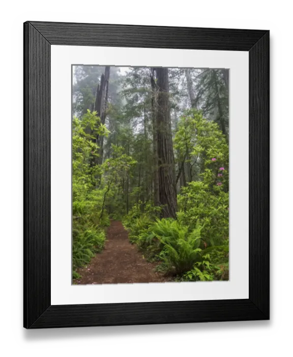 Framed Print : CA, Del Norte Coast Redwoods State Park, Redwood trees and rhododendrons along trail Framed Print : CA, Del Norte Coast Redwoods State Park, Redwood trees and rhododendrons along trail