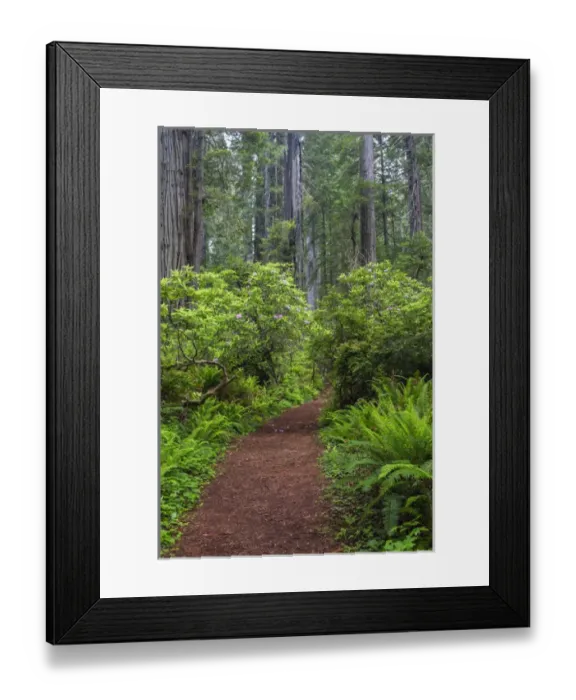 Framed Print : CA, Del Norte Coast Redwoods State Park, Redwood trees and rhododendrons along trail Framed Print : CA, Del Norte Coast Redwoods State Park, Redwood trees and rhododendrons along trail