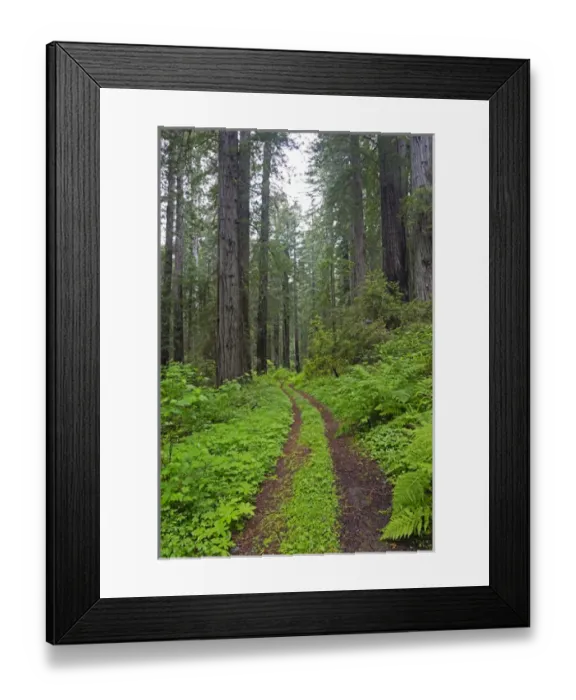 Framed Print : CA, Del Norte Coast Redwoods State Park, Damnation Creek Trail and Redwood trees Framed Print : CA, Del Norte Coast Redwoods State Park, Damnation Creek Trail and Redwood trees