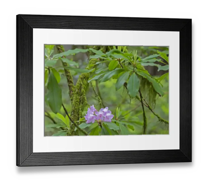 Framed Print : CA, Jedediah Smith Redwoods State Park, redwood trees and rhododendrons