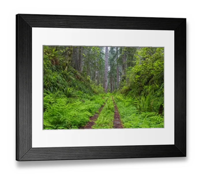 Framed Print : CA, Del Norte Coast Redwoods State Park, Damnation Creek Trail and Redwood trees Framed Print : CA, Del Norte Coast Redwoods State Park, Damnation Creek Trail and Redwood trees