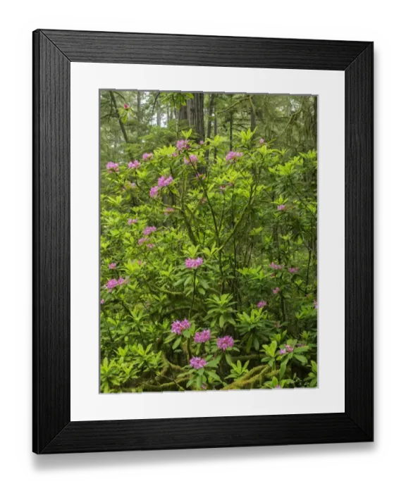 Framed Print : CA, Jedediah Smith Redwoods State Park, redwood trees and rhododendrons Framed Print : CA, Jedediah Smith Redwoods State Park, redwood trees and rhododendrons