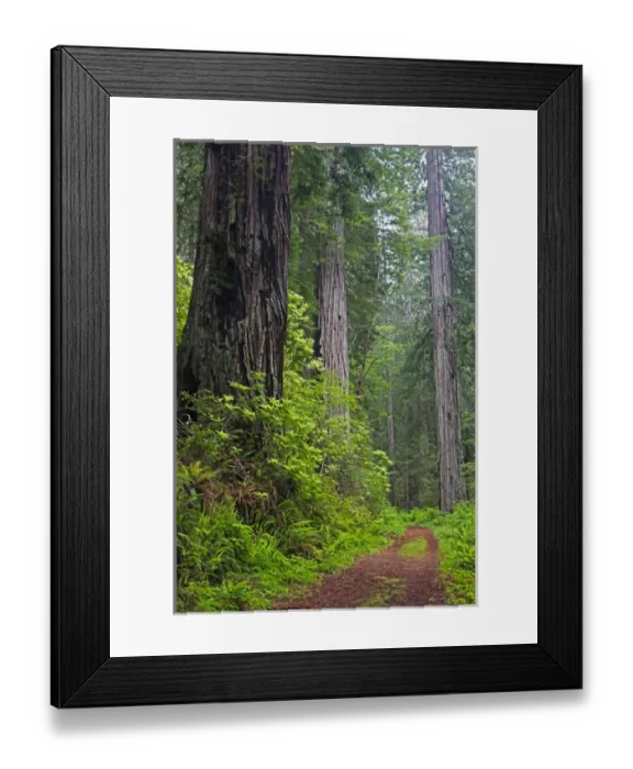Framed Print : CA, Del Norte Coast Redwoods State Park, Damnation Creek Trail and Redwood trees Framed Print : CA, Del Norte Coast Redwoods State Park, Damnation Creek Trail and Redwood trees
