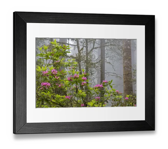 Framed Print : CA, Redwood National Park, Lady Bird Johnson Grove, redwood trees with rhododendrons Framed Print : CA, Redwood National Park, Lady Bird Johnson Grove, redwood trees with rhododendrons