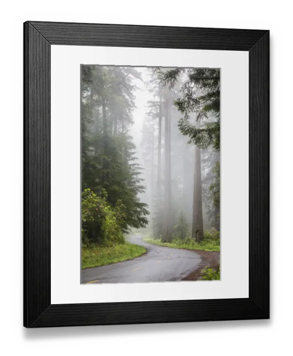 Framed Print : CA, Redwood National Park, Lady Bird Johnson Grove, redwood trees with rhododendrons Framed Print : CA, Redwood National Park, Lady Bird Johnson Grove, redwood trees with rhododendrons