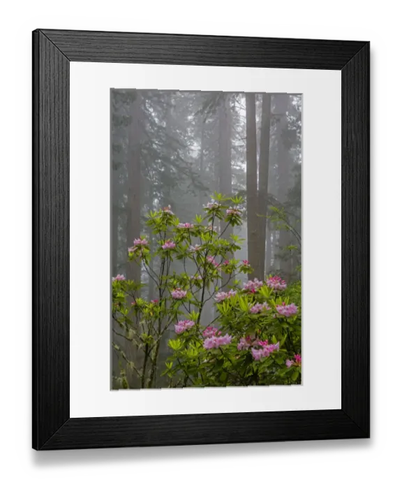 Framed Print : CA, Redwood National Park, Lady Bird Johnson Grove, redwood trees with rhododendrons