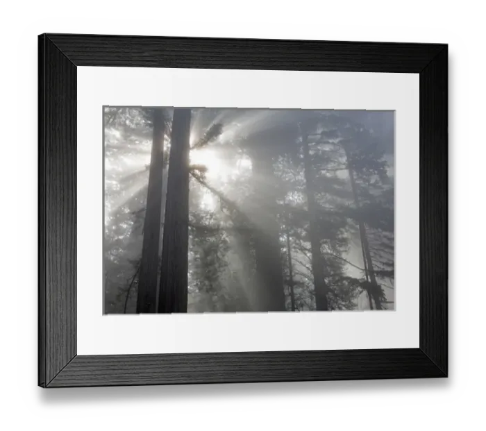 Framed Print : CA, Del Norte Coast Redwoods State Park, redwood trees with sunbeams Framed Print : CA, Del Norte Coast Redwoods State Park, redwood trees with sunbeams
