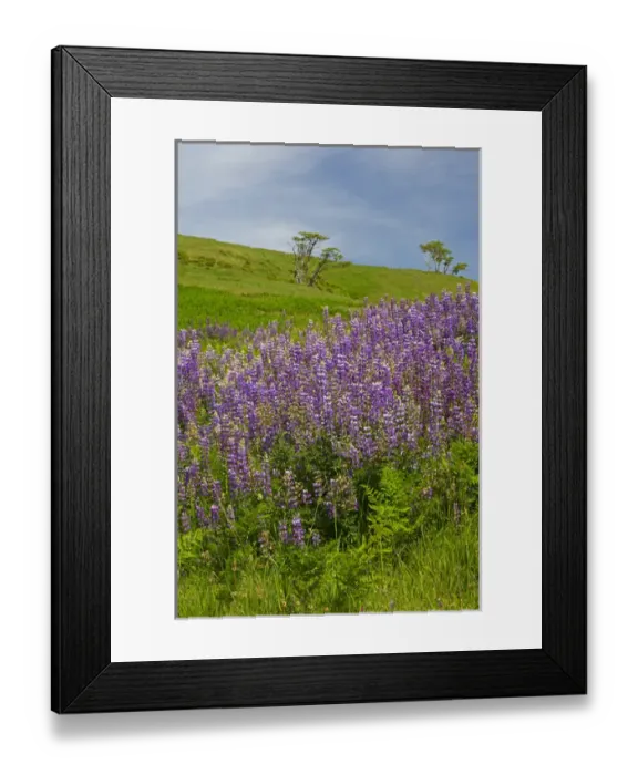 Framed Print : CA, Redwoods National Park, Lupine field Framed Print : CA, Redwoods National Park, Lupine field