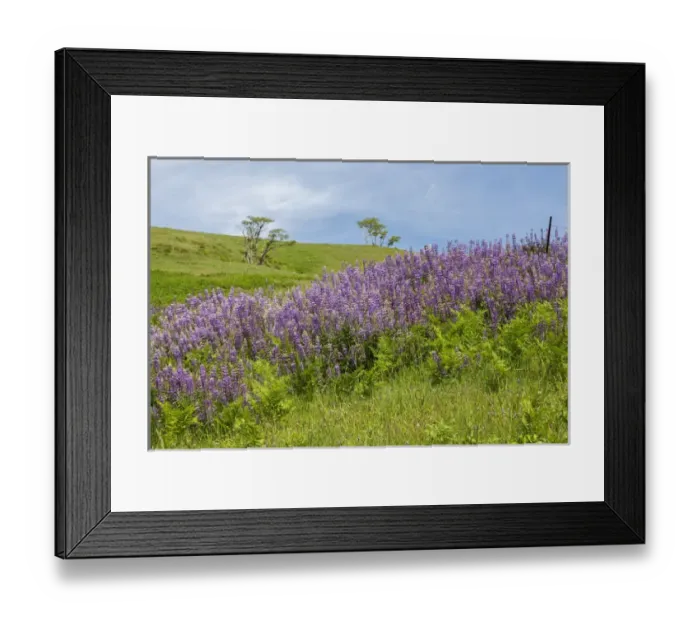 Framed Print : CA, Redwoods National Park, Lupine field