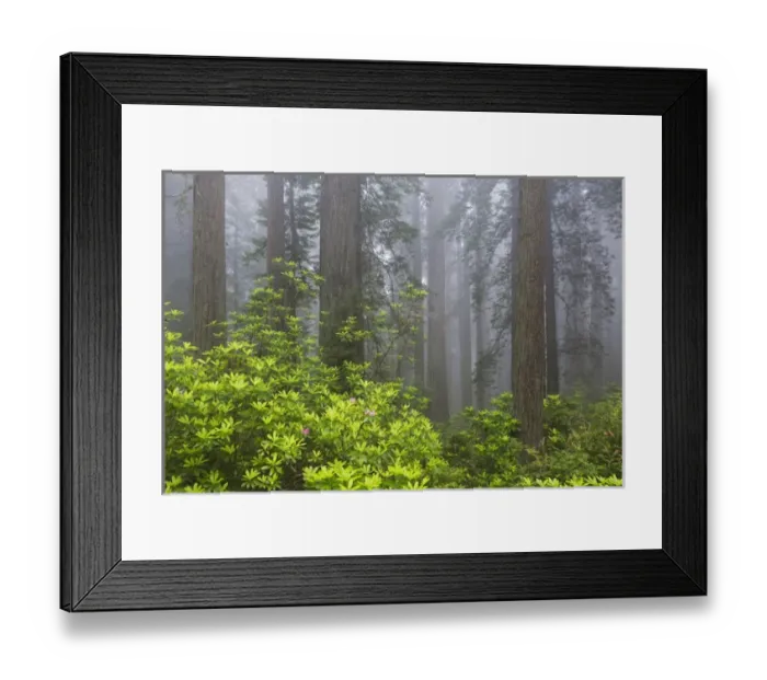 Framed Print : CA, Del Norte Coast Redwoods State Park, redwood trees with rhododendrons Framed Print : CA, Del Norte Coast Redwoods State Park, redwood trees with rhododendrons