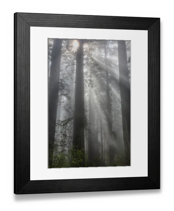 Framed Print : CA, Del Norte Coast Redwoods State Park, redwood trees with sunbeams Framed Print : CA, Del Norte Coast Redwoods State Park, redwood trees with sunbeams