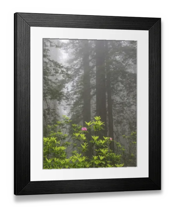 Framed Print : CA, Del Norte Coast Redwoods State Park, redwood trees with rhododendrons Framed Print : CA, Del Norte Coast Redwoods State Park, redwood trees with rhododendrons
