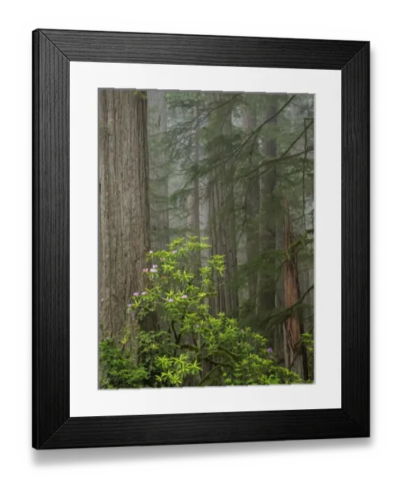 Framed Print : CA, Del Norte Coast Redwoods State Park, redwood trees with rhododendrons Framed Print : CA, Del Norte Coast Redwoods State Park, redwood trees with rhododendrons