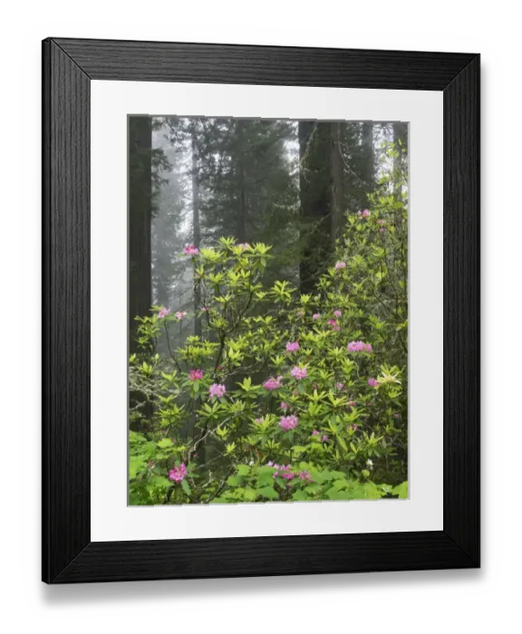Framed Print : CA, Del Norte Coast Redwoods State Park, redwood trees with rhododendrons