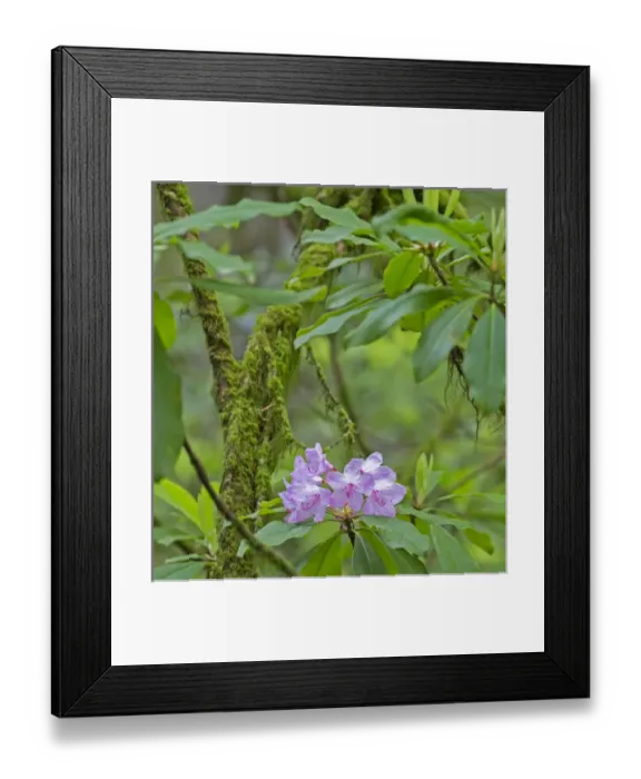 Framed Print : CA, Jedediah Smith Redwoods State Park, redwood trees and rhododendrons