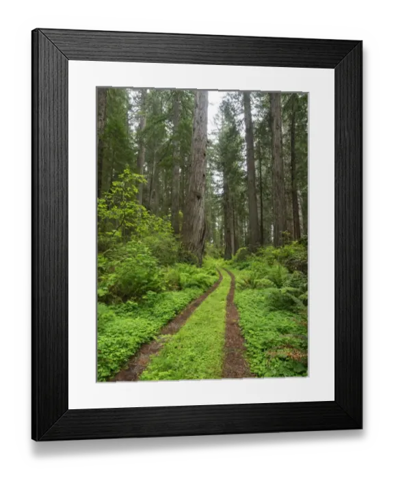 Framed Print : CA, Del Norte Coast Redwoods State Park, Damnation Creek Trail and Redwood trees Framed Print : CA, Del Norte Coast Redwoods State Park, Damnation Creek Trail and Redwood trees