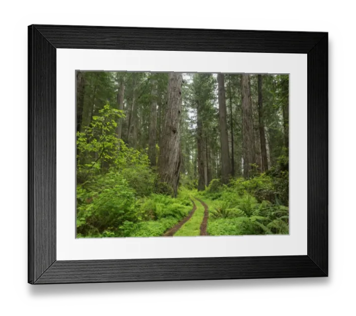 Framed Print : CA, Del Norte Coast Redwoods State Park, Damnation Creek Trail and Redwood trees Framed Print : CA, Del Norte Coast Redwoods State Park, Damnation Creek Trail and Redwood trees