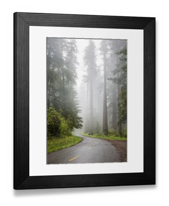 Framed Print : CA, Redwood National Park, Lady Bird Johnson Grove, redwood trees with rhododendrons