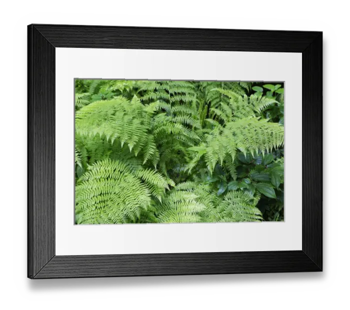 Framed Print : CA, Del Norte Coast Redwoods State Park, Maidenhair Fern along Damnation Creek Trail Framed Print : CA, Del Norte Coast Redwoods State Park, Maidenhair Fern along Damnation Creek Trail