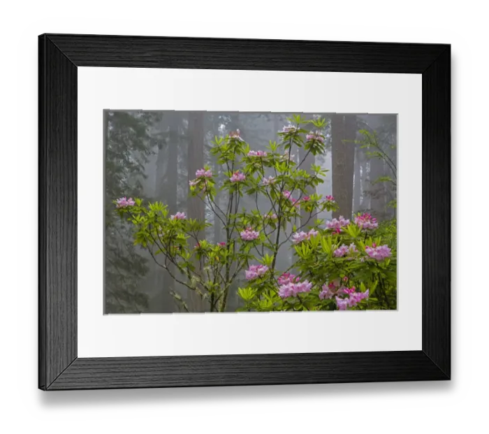 Framed Print : CA, Redwood National Park, Lady Bird Johnson Grove, redwood trees with rhododendrons