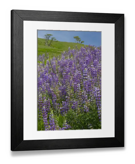Framed Print : CA, Redwoods National Park, Lupine field Framed Print : CA, Redwoods National Park, Lupine field