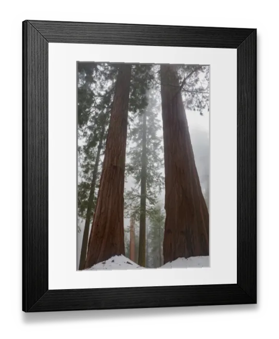 Framed Print : North America, USA, California. Foggy morning and spring snow under giant sequoia