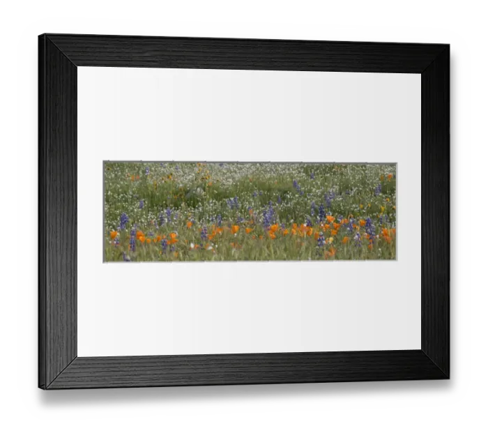 Framed Print : North America, USA, California. California Poppy (Eschscholzia californica) and lupine Framed Print : North America, USA, California. California Poppy (Eschscholzia californica) and lupine