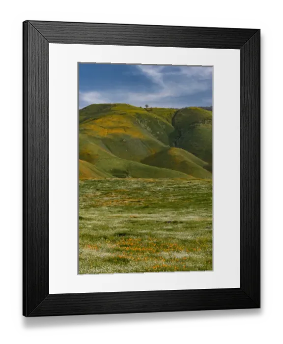 Framed Print : North America, USA, California. Oak tree on a ridge looking down on flowering and green fields Framed Print : North America, USA, California. Oak tree on a ridge looking down on flowering and green fields