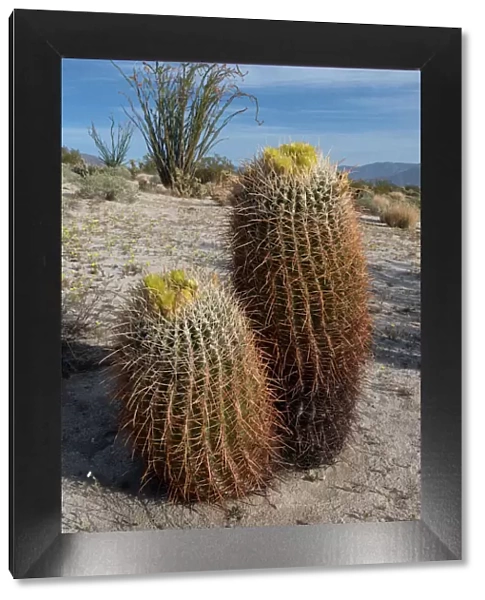 North America, USA, California. California Barrel Cactus (Ferocactus cylindracaus) and Ocotillo
