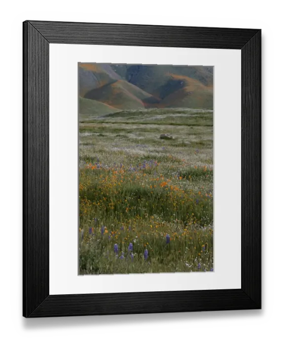 Framed Print : North America, USA, California. California Poppy (Eschscholzia californica) and lupine Framed Print : North America, USA, California. California Poppy (Eschscholzia californica) and lupine