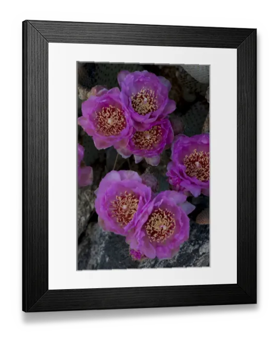 Framed Print : North America, USA, California. Blooming beavertail pricklypear (Opuntia basilaris) Framed Print : North America, USA, California. Blooming beavertail pricklypear (Opuntia basilaris)