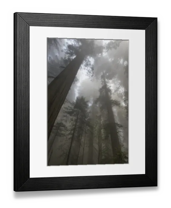 Framed Print : North America, USA, California. Sunlight through the early morning mist in the redwood forest Framed Print : North America, USA, California. Sunlight through the early morning mist in the redwood forest