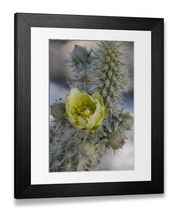 Framed Print : North America, USA, California. Detail of Silver Cholla (Cylindropuntia echinocarpa)