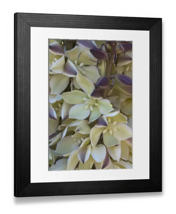 Framed Print : North America, USA, California. Detail of mojave yucca (Yucca schidigera) blossoms Framed Print : North America, USA, California. Detail of mojave yucca (Yucca schidigera) blossoms