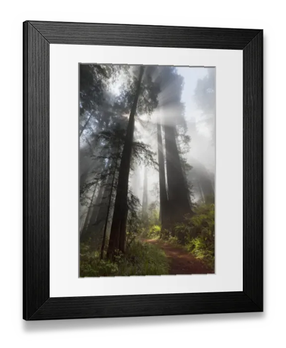 Framed Print : North America, USA, California. Sunlight streaming through the early morning mist Framed Print : North America, USA, California. Sunlight streaming through the early morning mist
