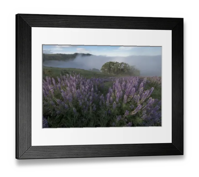 Framed Print : North America, USA, California. View from Bald Hills Road: oak trees, lupine, green hills and fog Framed Print : North America, USA, California. View from Bald Hills Road: oak trees, lupine, green hills and fog