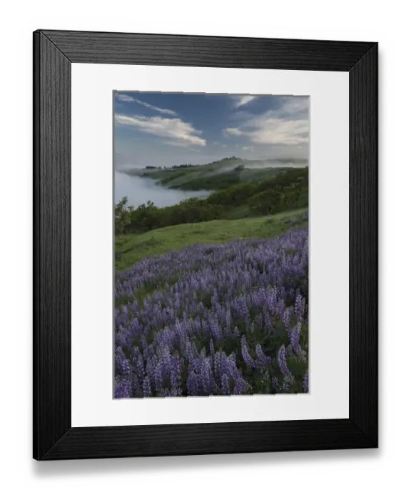 Framed Print : North America, USA, California. View from Bald Hills Road: oak trees, lupine, green hills and fog Framed Print : North America, USA, California. View from Bald Hills Road: oak trees, lupine, green hills and fog
